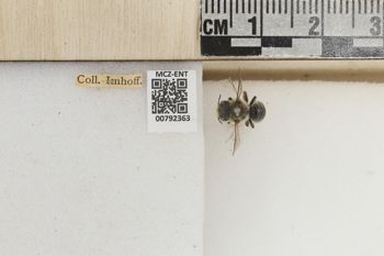 Media type: image;   Entomology 792363 Aspect: Labels